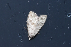 Nola thyrophora