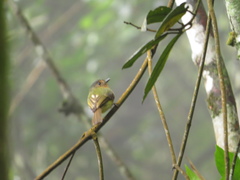 Leptopogon rufipectus