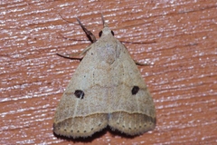 Bocula caradrinoides