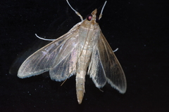 Circobotys cryptica