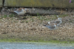 Chroicocephalus ridibundus