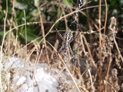 Argiope trifasciata