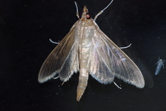 Circobotys cryptica