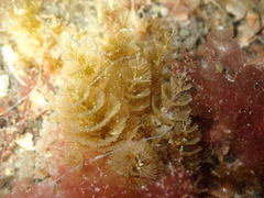 Bugulidae