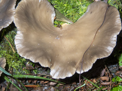 Pleurotus purpureo-olivaceus