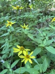 Heliopsis gracilis