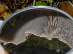 Pleurotus purpureo-olivaceus