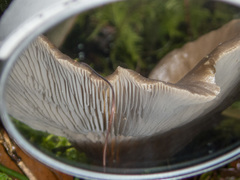 Pleurotus purpureo-olivaceus