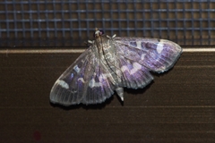 Herpetogramma luctuosalis