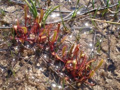 Drosera linearis