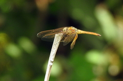 Trithemis aurora