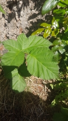 Rubus