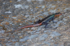 Platysaurus intermedius