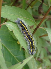 Taicallimorpha albipuncta