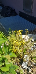 Corydalis cheilanthifolia