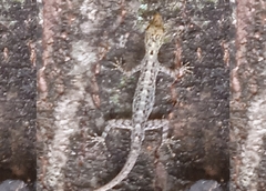 Cnemaspis littoralis