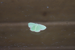 Comibaena procumbaria