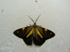 Phaeochlaena lampra