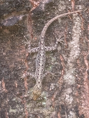 Cnemaspis littoralis