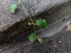 Hydrocotyle sibthorpioides
