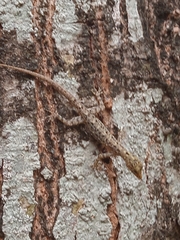 Cnemaspis littoralis