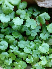 Hydrocotyle sibthorpioides