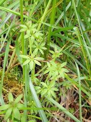Galium echinocarpum