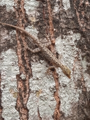Cnemaspis littoralis