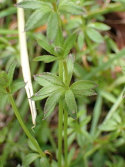 Galium echinocarpum