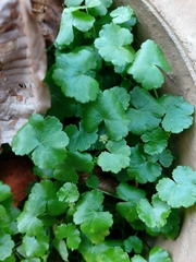 Hydrocotyle sibthorpioides