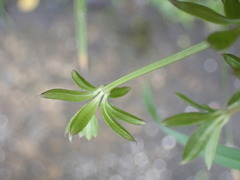 Galium echinocarpum
