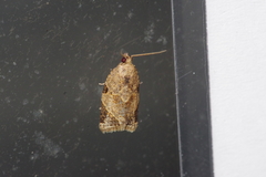 Neocalyptis affinisana