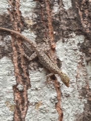 Cnemaspis littoralis