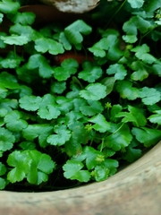 Hydrocotyle sibthorpioides