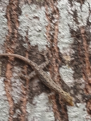 Cnemaspis littoralis
