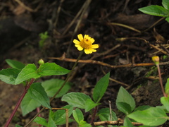 Acmella oppositifolia