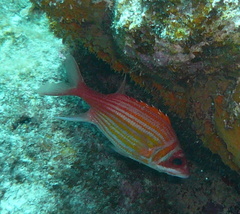 Neoniphon marianus