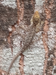 Cnemaspis littoralis