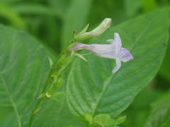 Asystasia dalzelliana