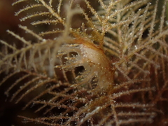 Hydrallmania falcata