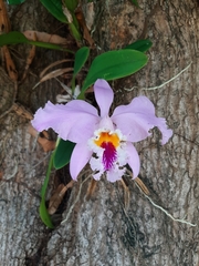 Cattleya