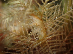 Hydrallmania falcata