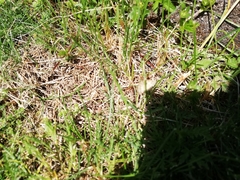 Emmiltis pygmaearia