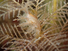 Hydrallmania falcata