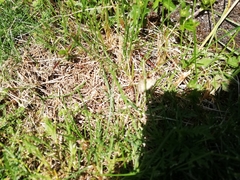Emmiltis pygmaearia