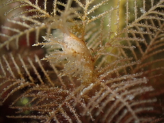 Hydrallmania falcata