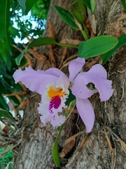 Cattleya