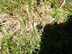 Emmiltis pygmaearia