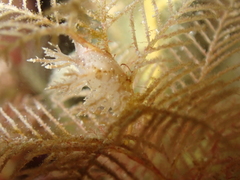 Hydrallmania falcata