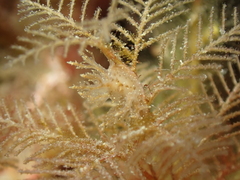 Hydrallmania falcata